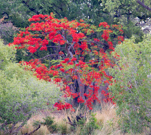 Flamboyant bush